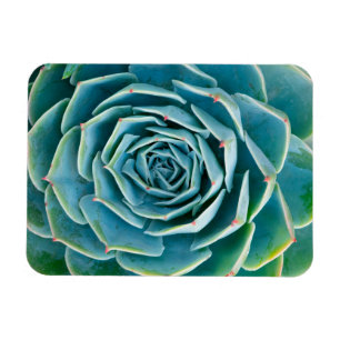 Echeveria rozet, Geheimtuin van Marrakech Magneet