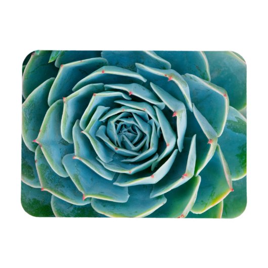 Echeveria rozet, Geheimtuin van Marrakech Magneet (Horizontaal)