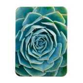 Echeveria rozet, Geheimtuin van Marrakech Magneet (Verticaal)