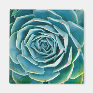 Echeveria rozet, Geheimtuin van Marrakech Magneet
