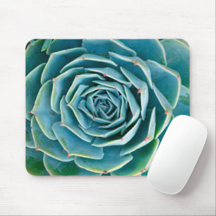 Echeveria rozet, Geheimtuin van Marrakech Muismat