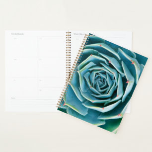 Echeveria rozet, Geheimtuin van Marrakech Planner