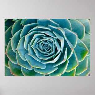 Echeveria rozet, Geheimtuin van Marrakech Poster