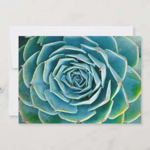 Echeveria rozet, Geheimtuin van Marrakesh Bedankkaart