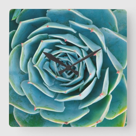 Echeveria rozet, Geheimtuin van Marrakesh Vierkante Klok (Voorkant)