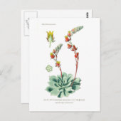 Echeveria secunda briefkaart (Voorkant / Achterkant)