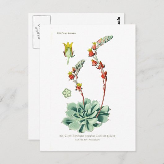 Echeveria secunda briefkaart (Voorkant / Achterkant)