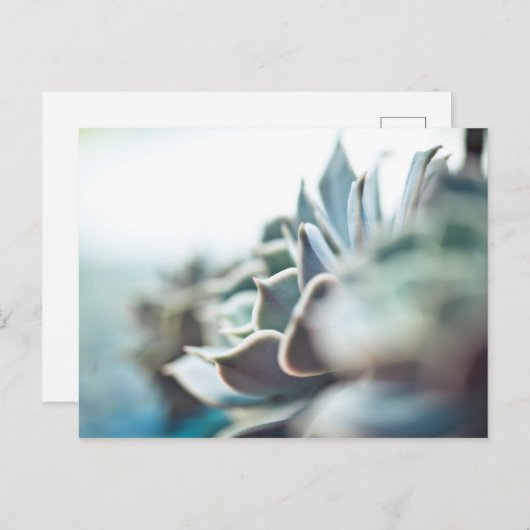 Echeveria succulent briefkaart (Voorkant / Achterkant)