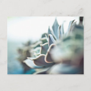 Echeveria succulent briefkaart
