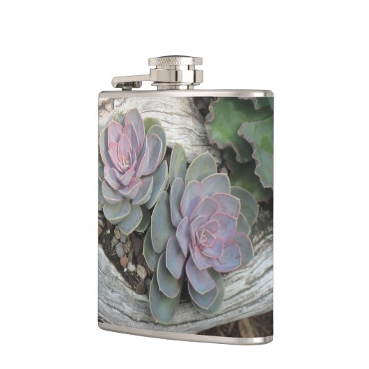 Echeveria Succulent Flask Heupfles (Links)