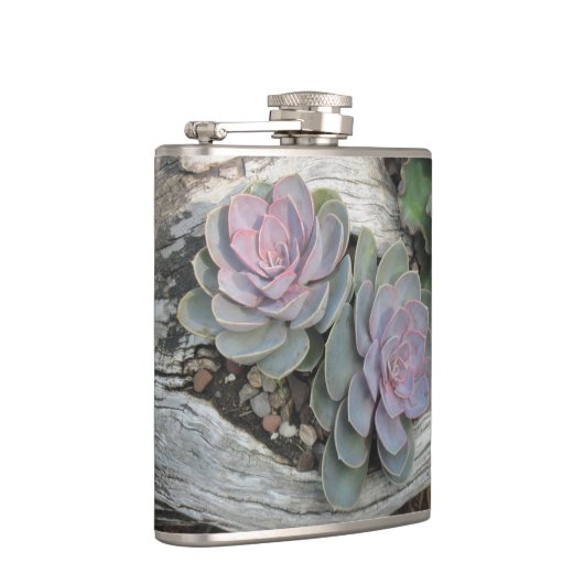 Echeveria Succulent Flask Heupfles (Rechts)