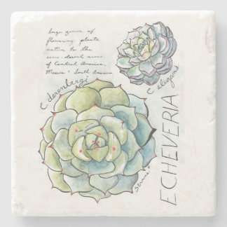 Echeveria Succulent Illustrator Stone Onderzetter