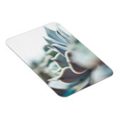 Echeveria succulent magneet (Rechterzijde)