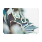 Echeveria succulent magneet (Horizontaal)