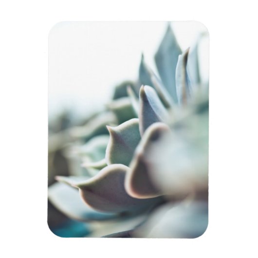 Echeveria succulent magneet (Verticaal)