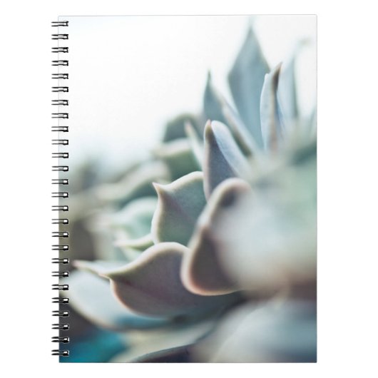 Echeveria succulent notitieboek (Voorkant)