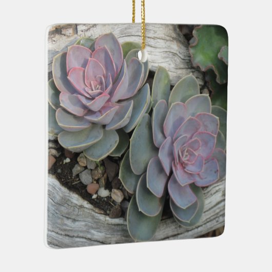 Echeveria succulent ornament (Rechts)