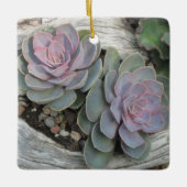 Echeveria succulent ornament (Voorkant)
