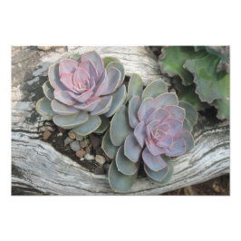 Echeveria Succulent Photo Print Foto Afdruk