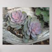 Echeveria Succulent Poster (Voorkant)