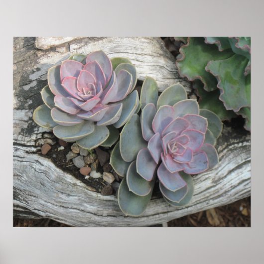 Echeveria Succulent Poster (Voorkant)
