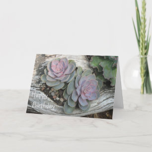 Echeveria Succulent Verjaardag Kaart