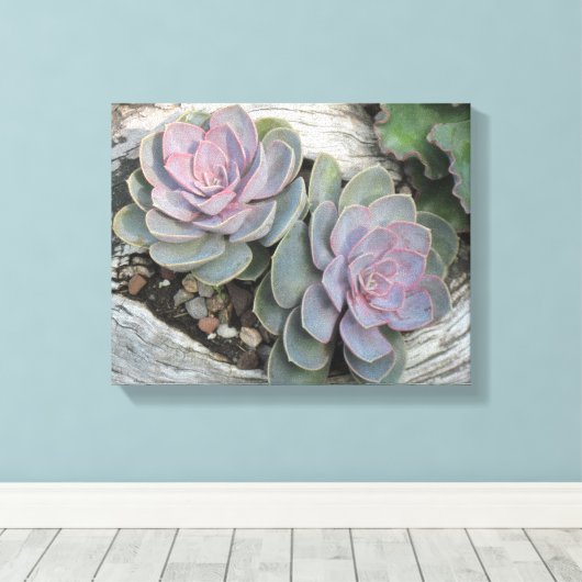 Echeveria Succulent Wrapped Canvas (Insitu (Houten vloer))