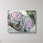 Echeveria Succulent Wrapped Canvas (Voorkant)