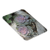 Echeveria Succulente Magneet (Rechterzijde)
