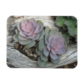 Echeveria Succulente Magneet (Horizontaal)