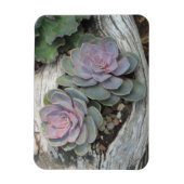 Echeveria Succulente Magneet (Verticaal)