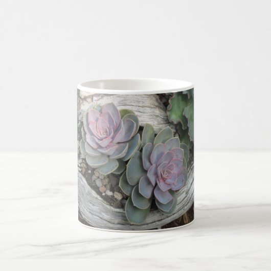 Echeveria Succulente Mok (Center)