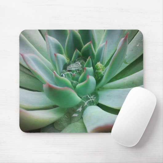 Echeveria "Tippy" Muismat (Met muis)