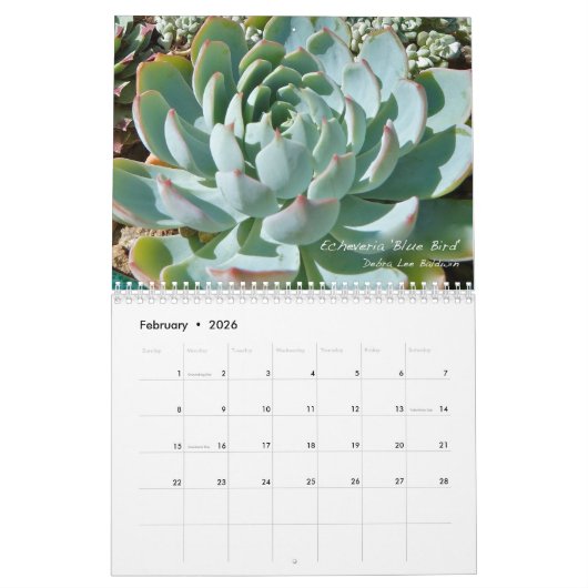 Echeverias 20XX kalender van Debra Lee Baldwin (Feb 2026)