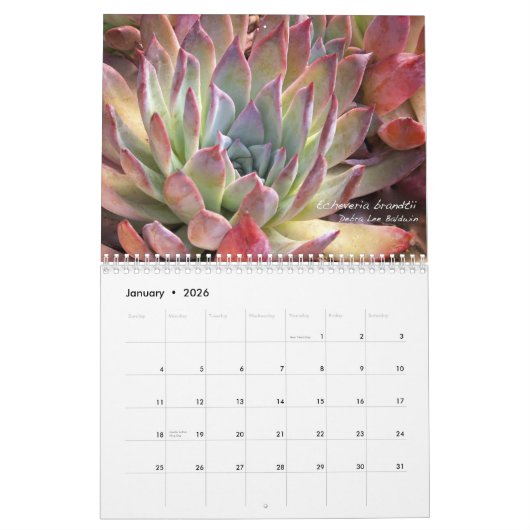 Echeverias 20XX kalender van Debra Lee Baldwin (Jan 2026)