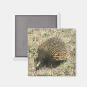 Echidan magneet (Voorkant / Achterkant)