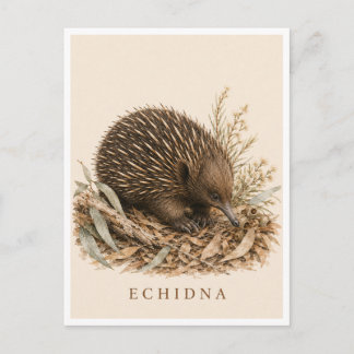 Echidna-ansichtkaart | Bush-editie Briefkaart