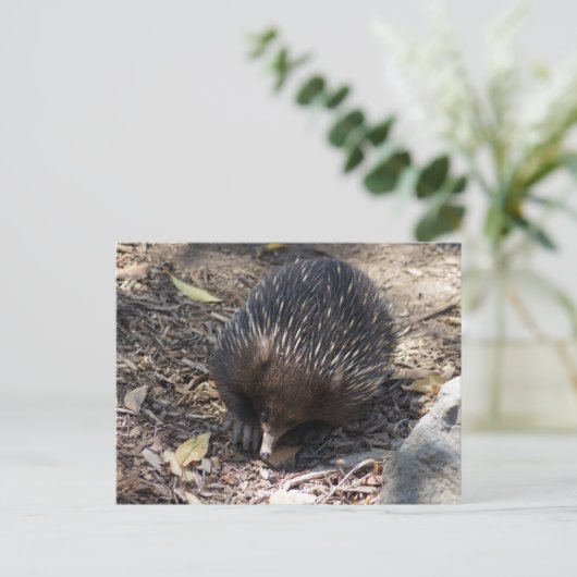 Echidna Australia Briefkaart (Staand voorkant)