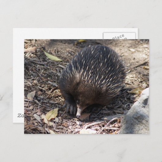 Echidna Australia Briefkaart (Voorkant / Achterkant)