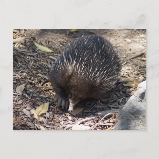 Echidna Australia Briefkaart (Voorkant)