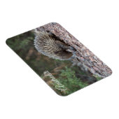 Echidna, Australië Magneet (Rechterzijde)
