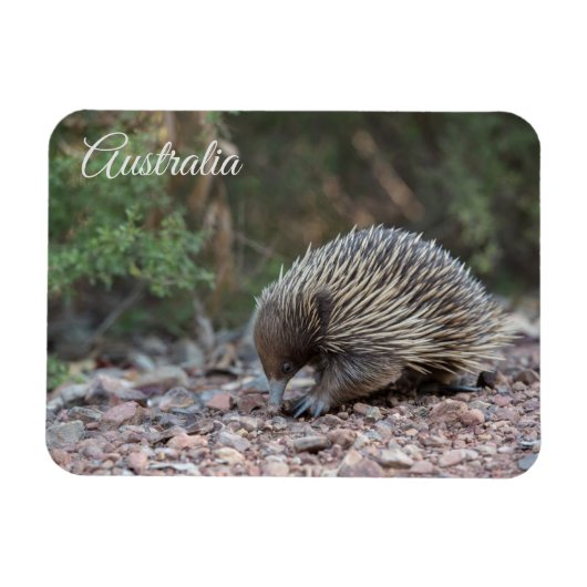 Echidna, Australië Magneet (Horizontaal)