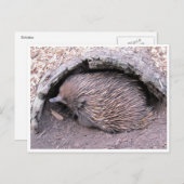 echidna briefkaart (Voorkant / Achterkant)
