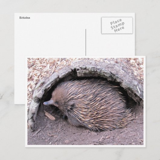 echidna briefkaart (Voorkant / Achterkant)