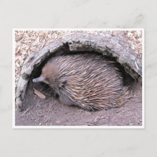 echidna briefkaart