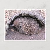 echidna briefkaart (Voorkant)