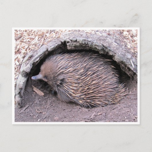 echidna briefkaart (Voorkant)