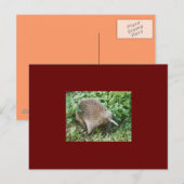 ECHIDNA BRIEFKAART (Voorkant / Achterkant)