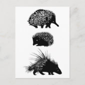 Echidna, egel, porcupine briefkaarten (Voorkant)