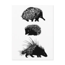 Echidna, egel, porcupine briefkaarten